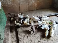 pato criollo doméstico — foto 8