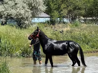 Cheval, Karachay horse — photo 1