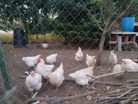 Chickens — foto 3