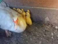 Ducks — foto 1
