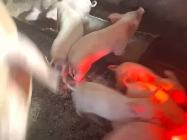 Sow, Pigs