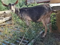 母山羊, Goats — 照片 3