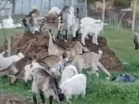 公山羊, Goats — 照片 1