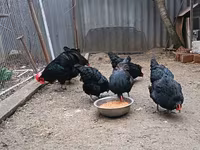 Australorp — 3. fotó