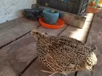 Quails — 3. fotó