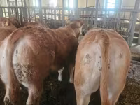 Szarvasmarha (tétel, nem megadva), Charolais cattle — 5. fotó