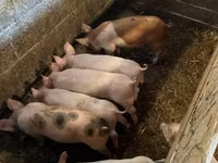 Pigs (batch, sex not specified), Pigs — photo 5