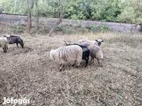 मेढ़ा, Racka sheep — फ़ोटो 4