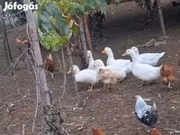 Ducks — 照片 5