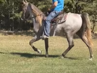 Horse (M), Rocky Mountain Horse — photo 2