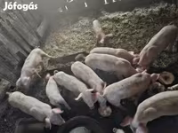 母猪, Pigs — 照片 4