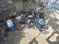 Chickens — photo 4
