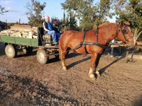 母马, Hungarian horse breed — 照片 7