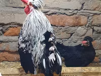 Appenzeller Spitzhauben — Foto 2