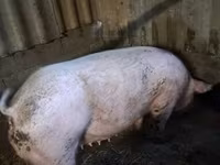 母猪, Pigs — 照片 1
