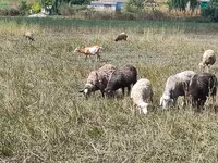 Juh, Romanov sheep — 1. fotó