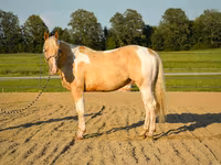 Cavalo, American paint horse — foto 4