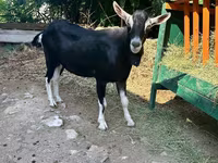 Cabro, Alpine goat — foto 1