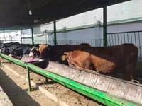 Cattle (batch, sex not specified), Cattle — photo 6