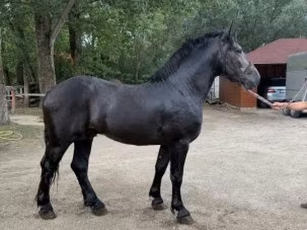 Hing, Friesian — Magyarország