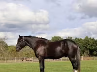Hing, Percheron — 2. fotó