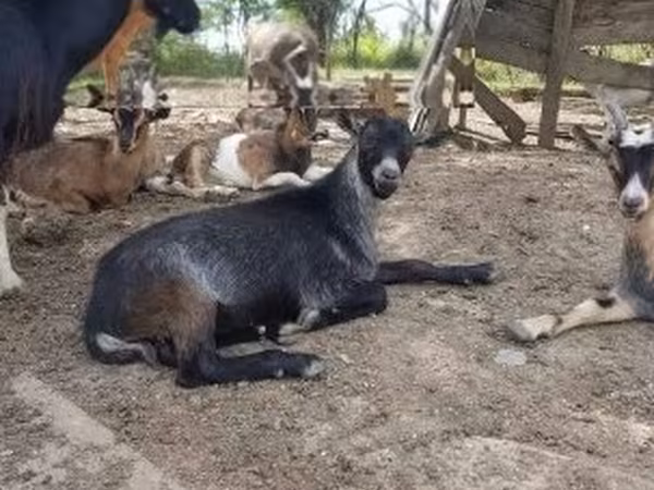 公山羊, Goats