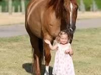Kanca, Quarter Horse — 4. fotó