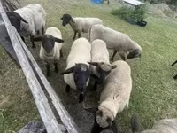 公羊, White Suffolk sheep — 照片 3