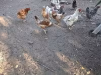 Chickens — 5-сурет