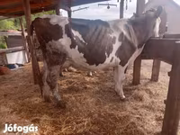 ثور, بقرة ليموزين — الصورة 6