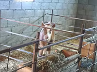 Krava, Swiss cattle — foto 6