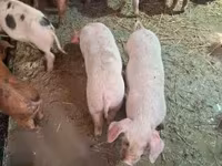 Säue, Schweine — Foto 2