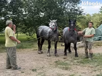 فرس, Polish Heavy — الصورة 2