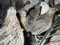 Quails — الصورة 2
