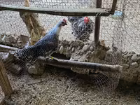 Chickens — الصورة 3