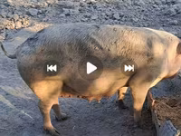 Sow, Pigs — photo 4