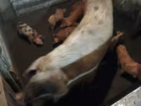Pigs (batch, sex not specified), Дюрок — photo 2