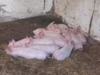 Sow, Pigs — photo 3