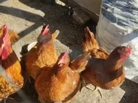 Chickens — फ़ोटो 3