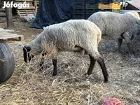 كبش, Merino sheep — الصورة 4