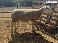 母羊, Sheep — 照片 5