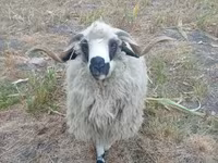 Widder, Racka sheep — Foto 3