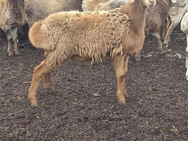 Schaf, Schafe