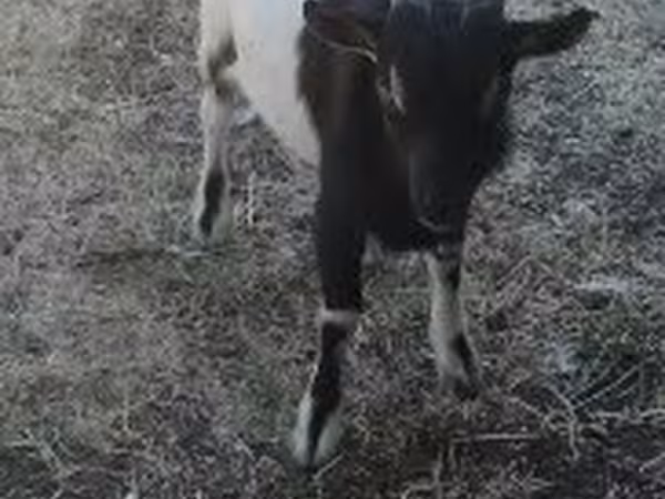 Bak, Nigerian dwarf goats