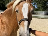 Mare, Haflinger — photo 3