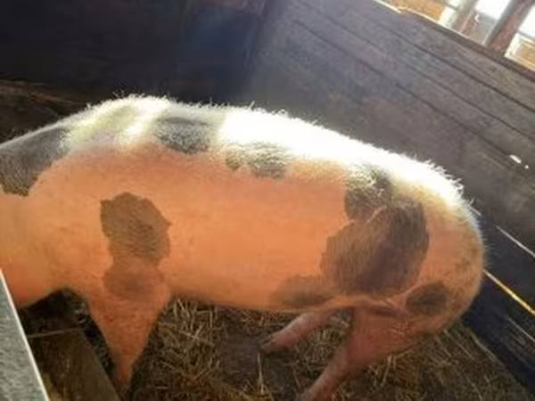 Sow, Pigs