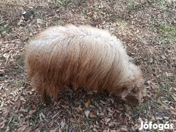 Juh, Racka sheep