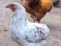 Chickens — foto 3