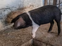 Sow, Pigs — photo 4