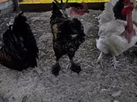 Chickens — 4-сурет